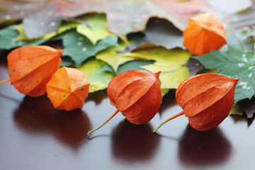 autumn leaves background