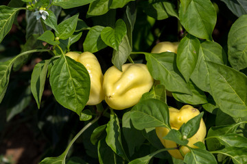 Organic bell pepper grows on bushes in the village.