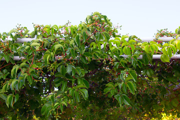 vine bush