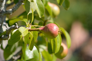 Small pear growing on tree