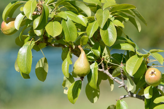 Small pear growing on tree