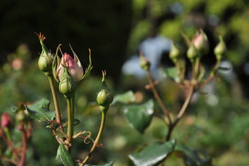 バラのつぼみ　春　薔薇