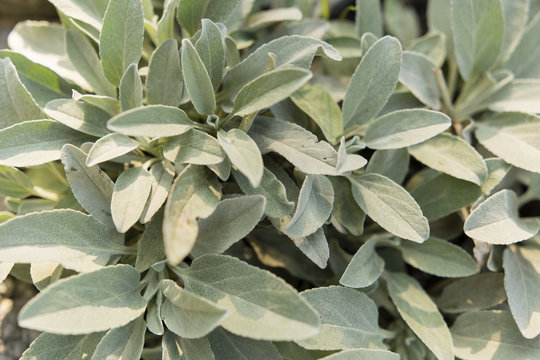 sage leaves in the summer sun