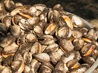 mussels