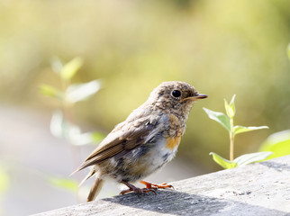 Baby robin standing on a plank