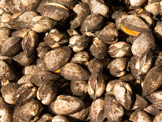 mussels