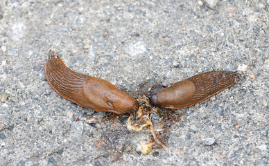 Two spanish slug eating a dead friend