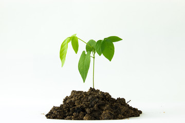 Young plant is growing on soil