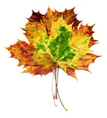 Boquet Fall Maple Leaves