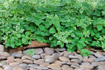 Green leaves and gravel.