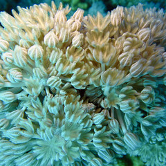 Fototapeta na wymiar coral in the night