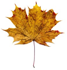 Detailed Fall Maple Leaf