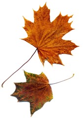 Detailed Fall Maple Leaf