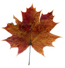 Detailed Fall Maple Leaf