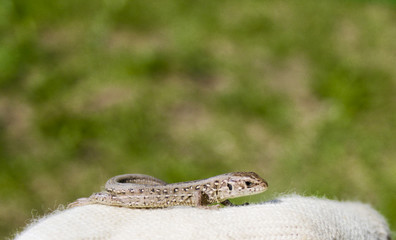 Nature wild lizard