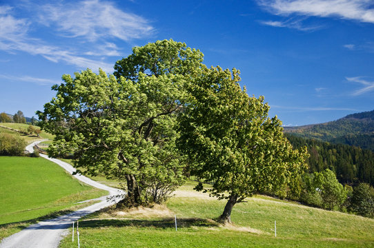 Fototapeta Beskid Śląski okolice Wisły