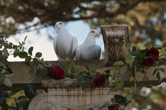 Couple of white pigeons