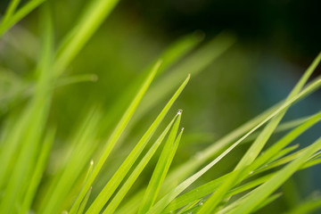 Spring Morning Grass