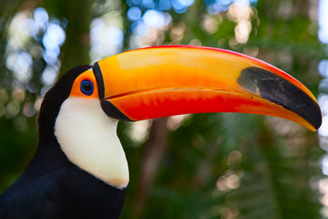 Colorful tucan