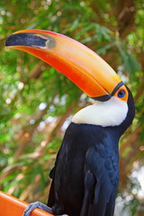 Colorful tucan