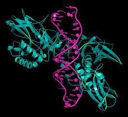 NF-kB (nuclear factor kappa-light-chain-enhancer of activated B