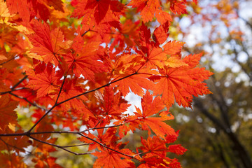 Autumn wood