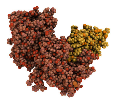 Proprotein convertase subtilisin kexin type 9 (PCSK9) protein. 
