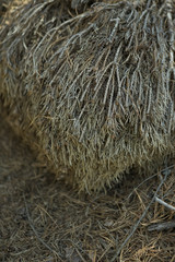 Beautiful Dry Pine Branch, Elements of an Autumn Forest, taiga