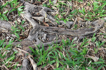 The roots of the tree were for a long time.