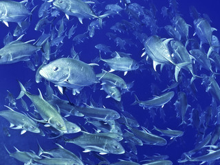 Obraz na płótnie Canvas jackfish school vortex