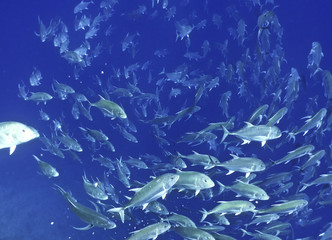jackfish school vortex
