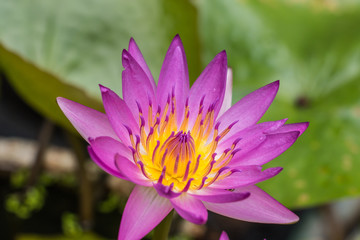 Purple lotus flower with yellow pollen