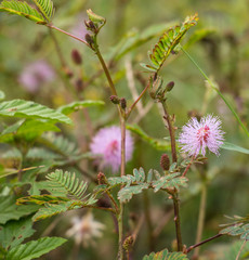 blooming pink flower of sensitive plant