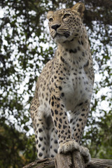 Panthera pardus saxicolor, Persian Leopard