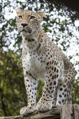 Panthera pardus saxicolor, Persian Leopard