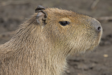 portrait Capybara, Hydrochoerus hydrochaeris,