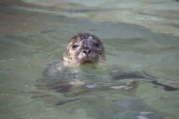 Common Seal, Phoca vitulina