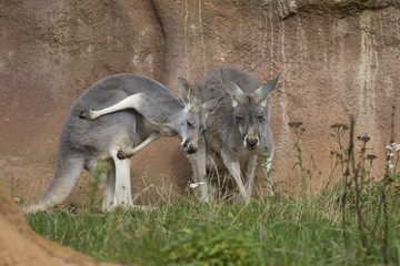 female with young red kangaroo, Megaleia rufa