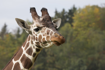 Portrait Reticulated Giraffe, Giraffa camelopardalis reticulata,