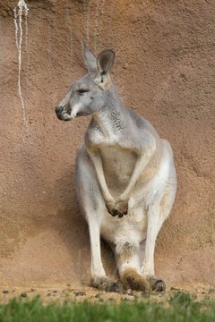 female  red kangaroo, Megaleia rufa
