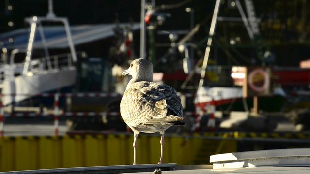 Junge Silberm&ouml;we auf einem Boot im Hafen