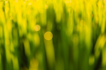 Blurred Background - Beautiful Natural Bokeh on green paddy field in morning.