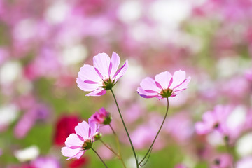 ピンク色と赤色のコスモスの花
