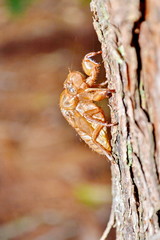 Cicada (Cicadidae) Skin Clinging to a Tree  