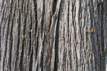 Wooden texture close up photo , nice background or texture