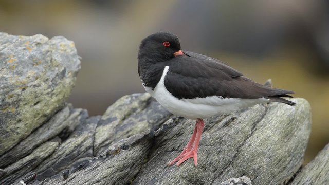 Austernfischer, Eurasian oystercatcher, Haematopus ostralegus