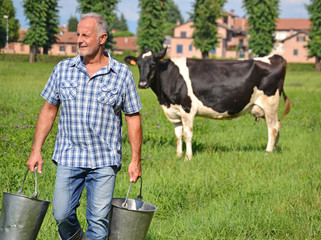 Campesino agropecuario despues de ordeñar una vaca en el campo.