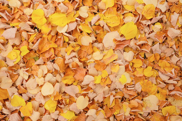 Autumn foliage background.
