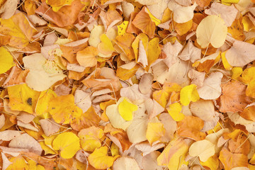 Autumn foliage background.