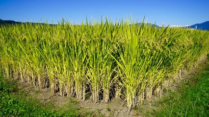 収穫の時期を迎えた稲